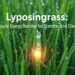 Lyposingrass