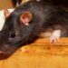 Rats in House