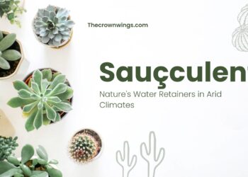 Sauçculent
